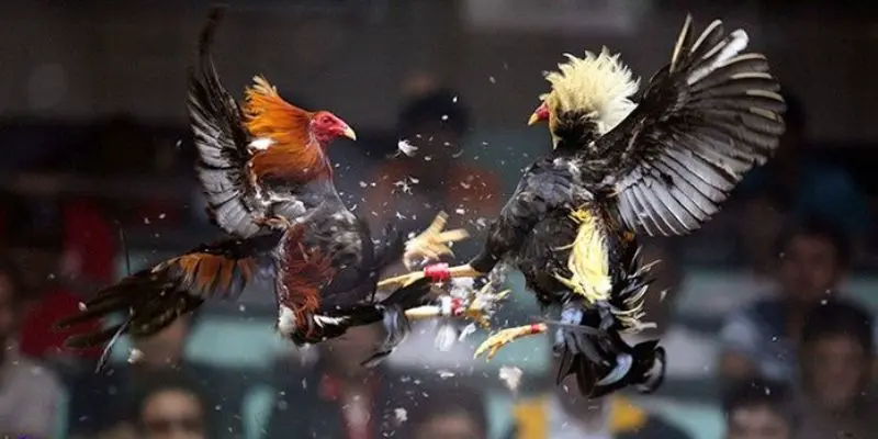 Tổng quan về chuyên mục Đá gà 009