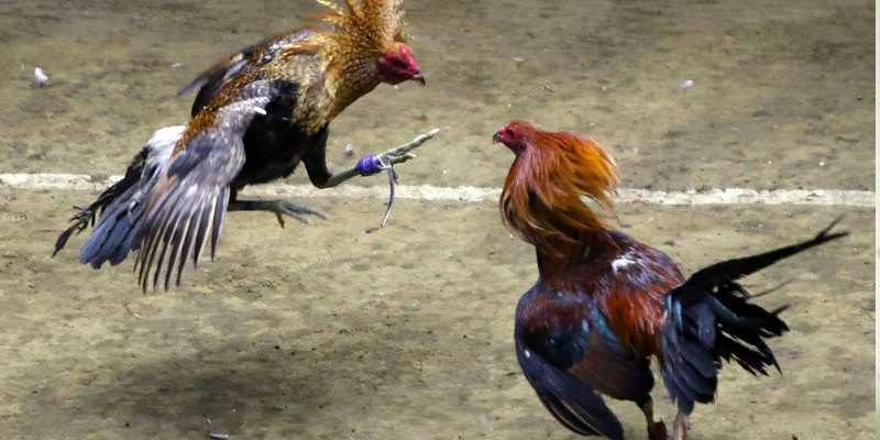 Các thể loại đá gà có tại hệ thống 009