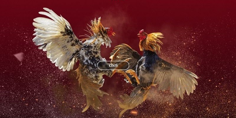 Mẹo giúp bạn thắng khi chơi chọi gà từ cao thủ